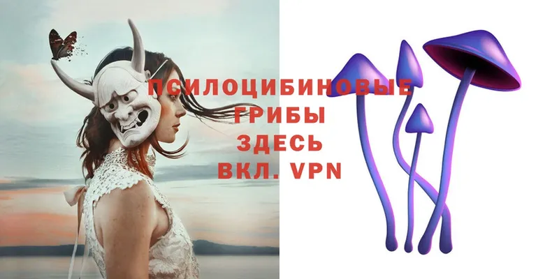 Псилоцибиновые грибы Psilocybe Андреаполь